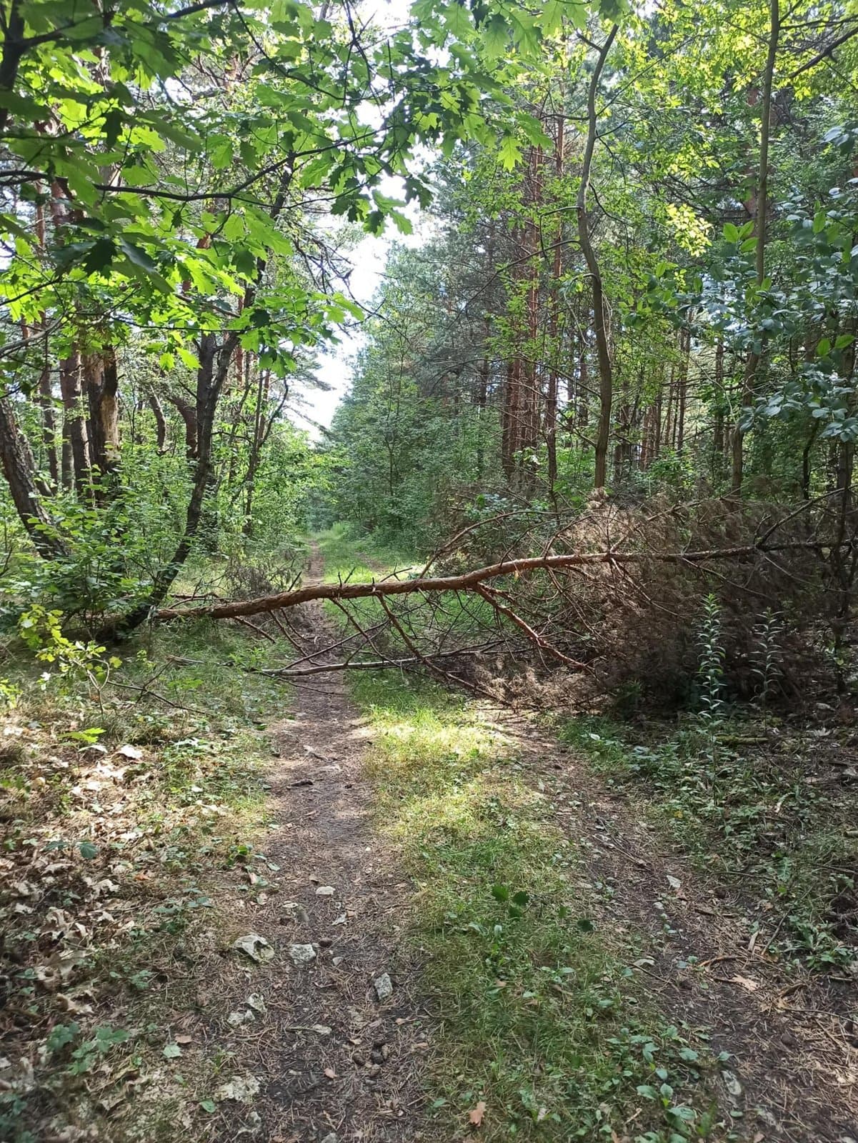 Wąska leśna droga podczas przejazdu do Mirowa